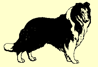 Collie Hundezucht, Welpenvermittlung