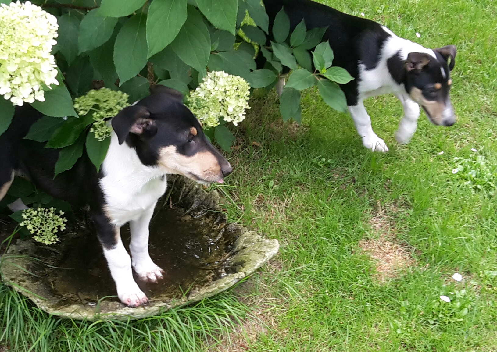 Kurzhaar Colliewelpen