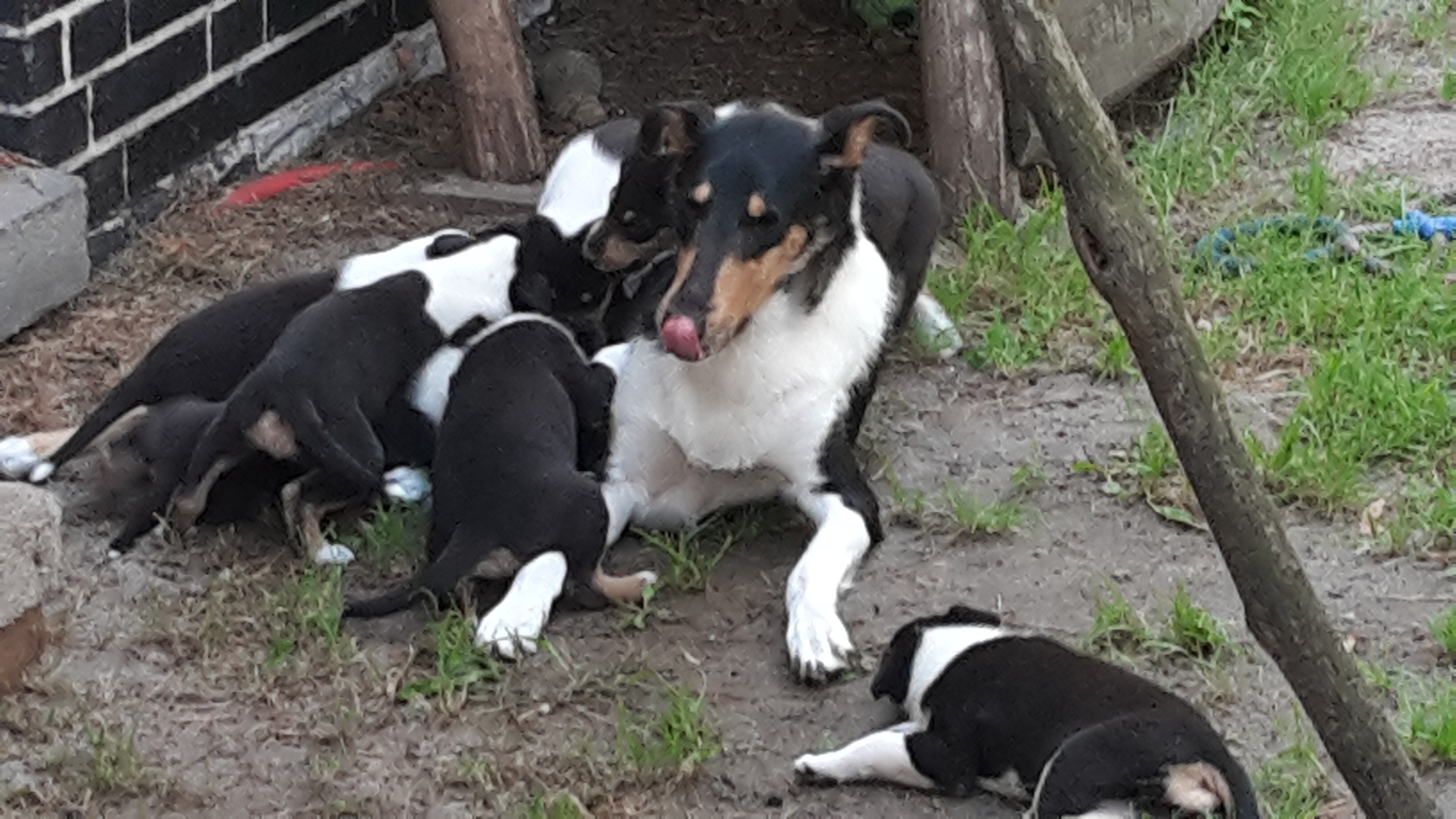 Collie Kurzhaar WelpenAufzucht vom Spreeidyll im Land Brandenburg