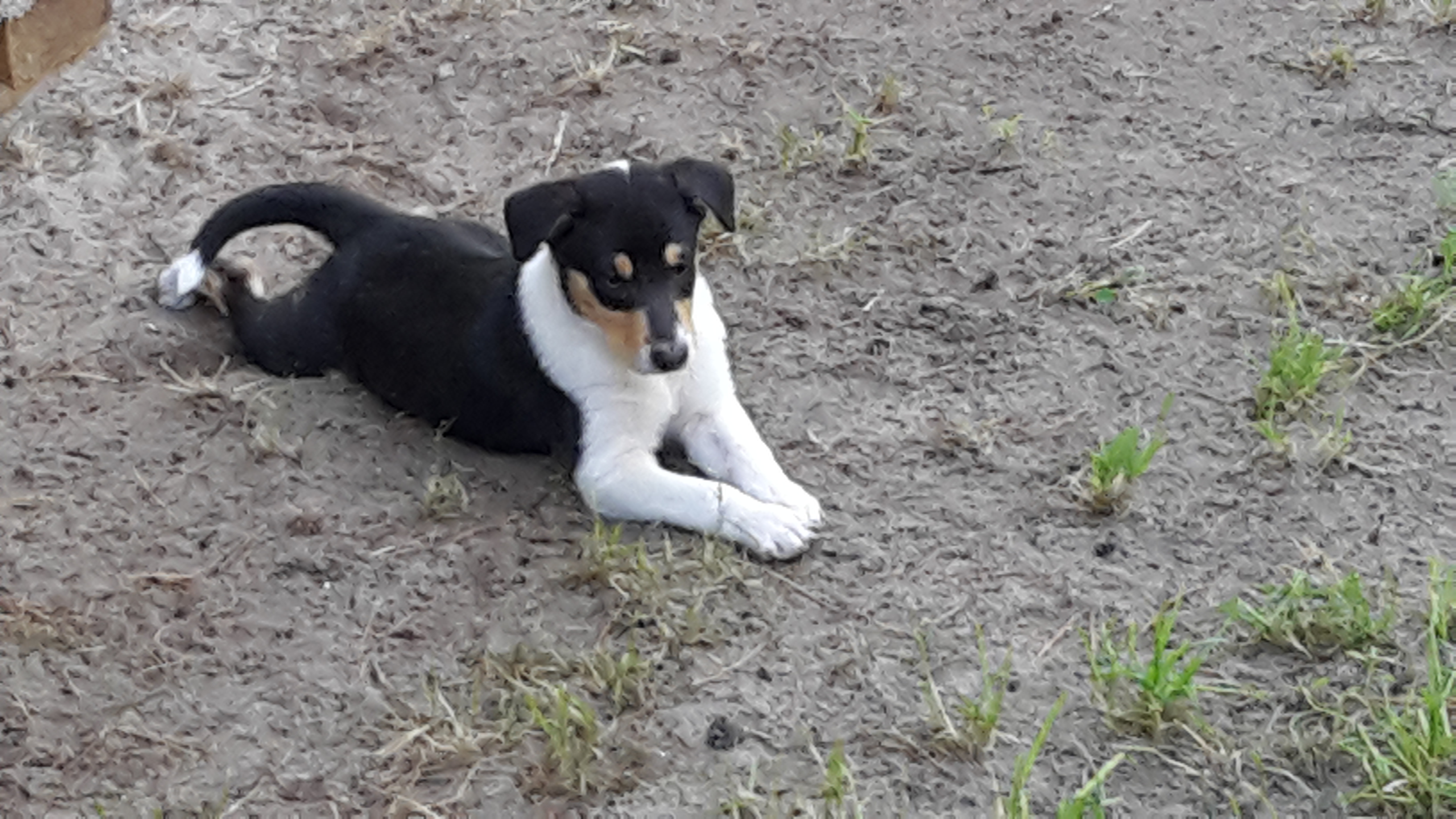 Collie Kurzhaar Hndin  , Starlight Stine vom Spreeidyll 2018