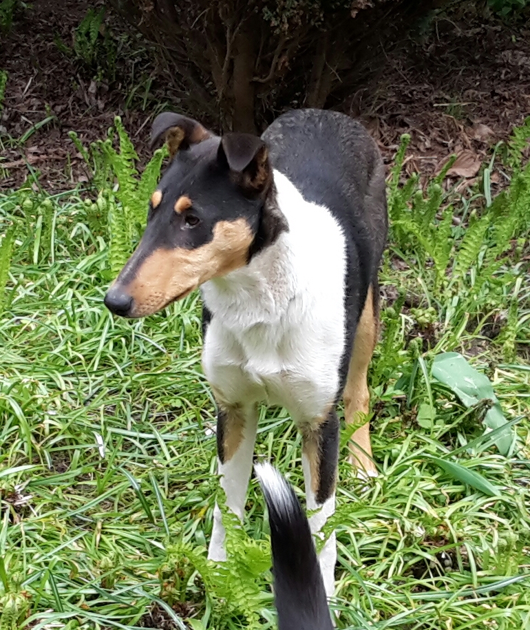 Collie Kurzhaar, Queen Quidina vom Spreeidyll