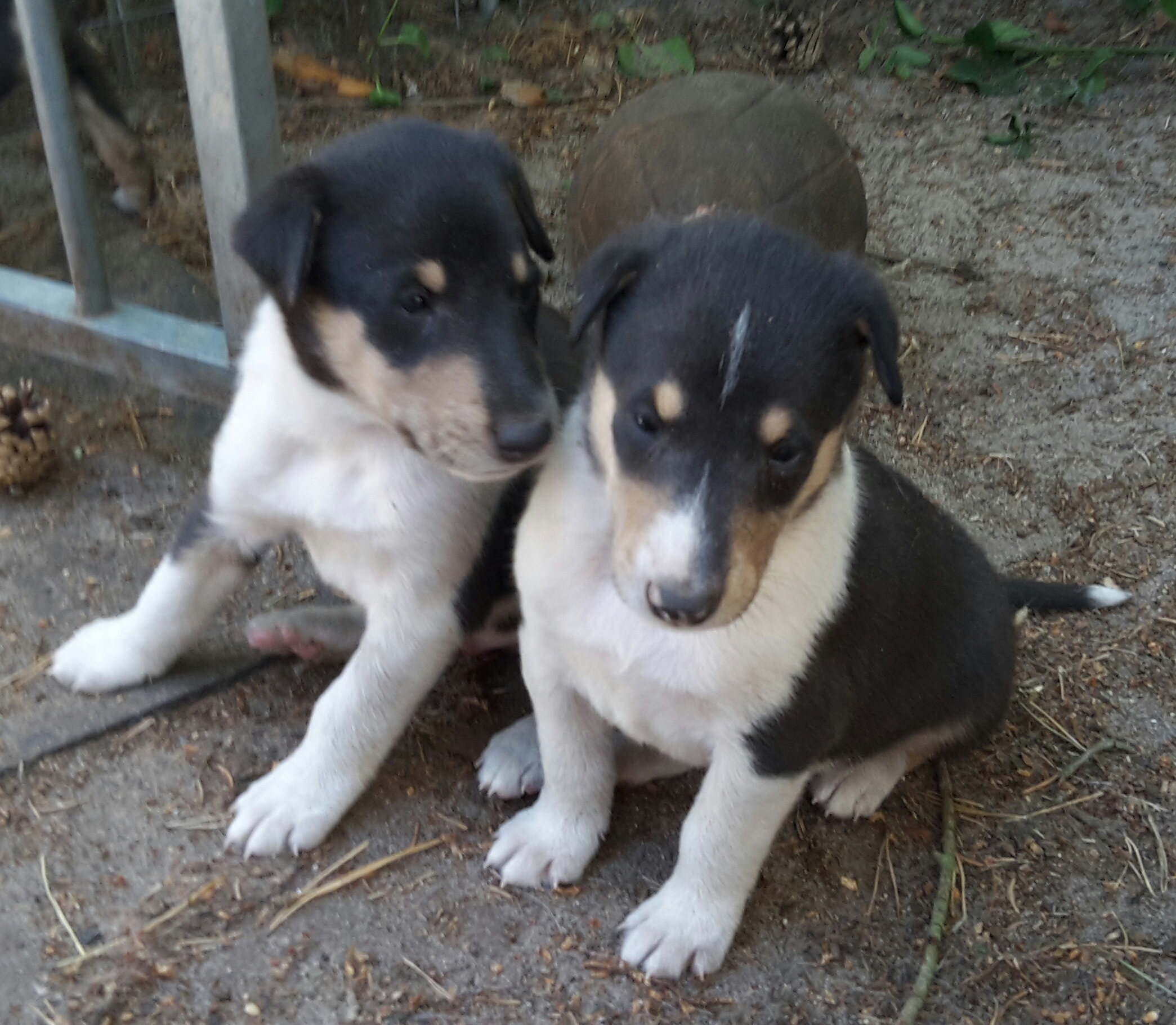 Collie Kurzhaar Welpen , Kurzhaarcolliewelpen , Colliewelpen Kurzhaar