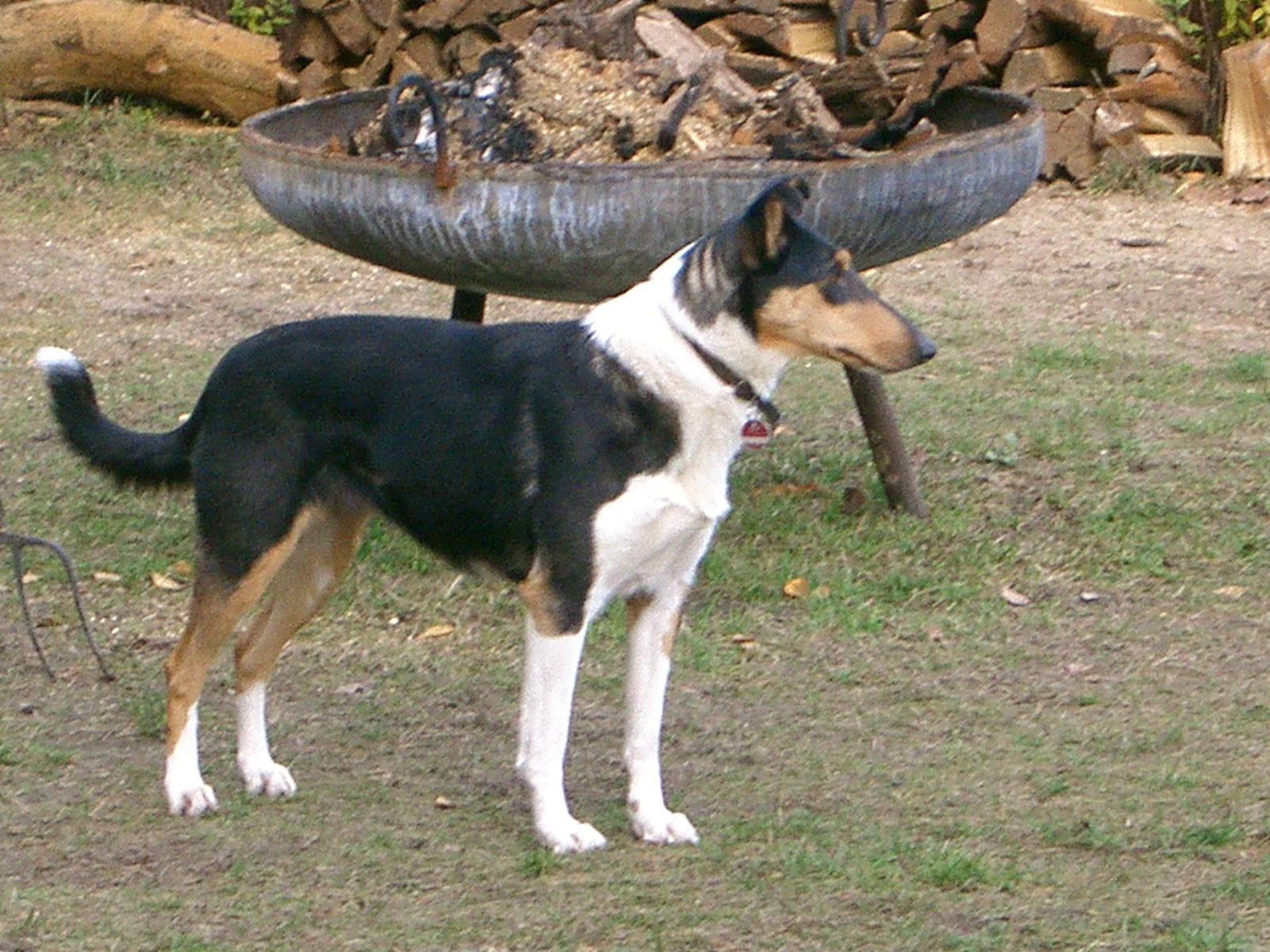 Collie Kurzhaar Lilly  woht im Spreeidyll