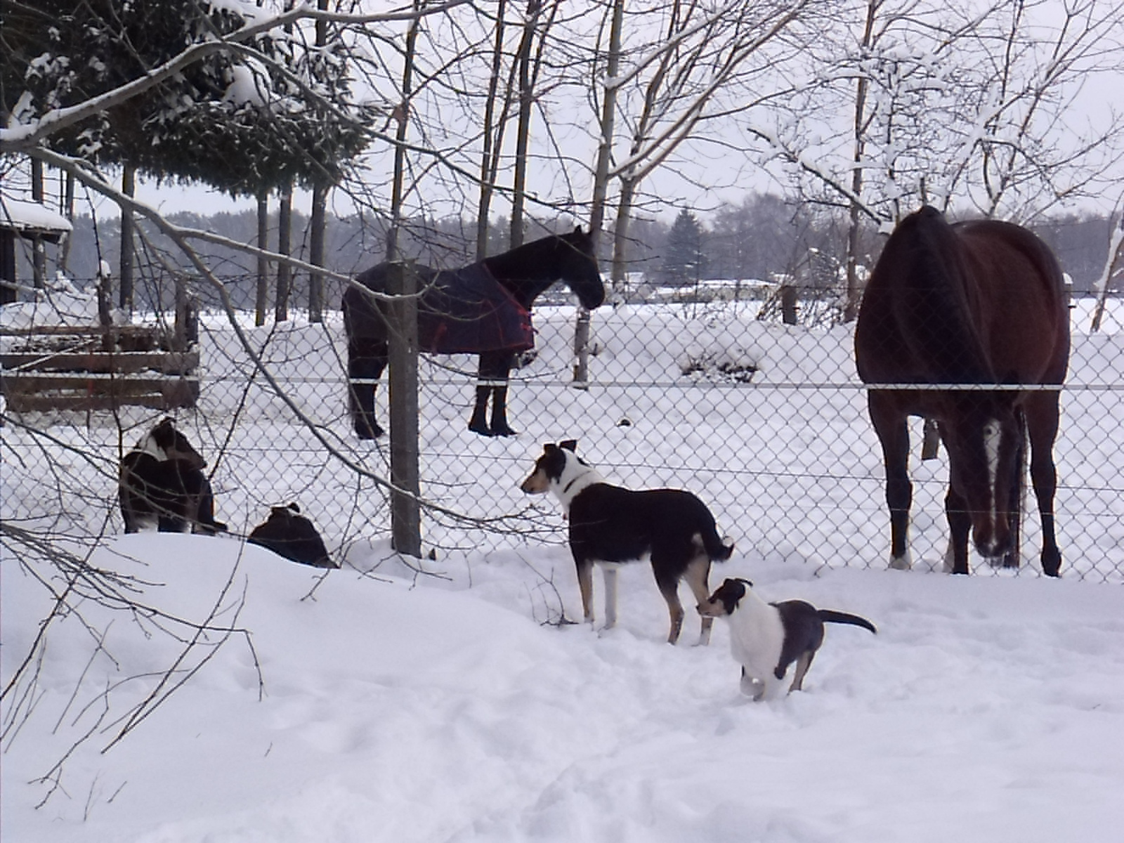 Spreeidyll Tierparadies  , Kurzhaarcollie