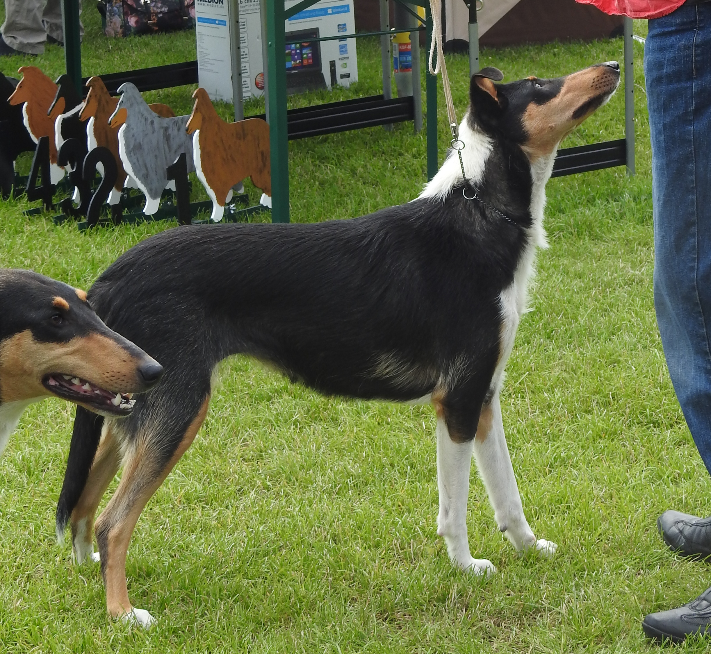 Collie Kurzhaar Hndin Isa