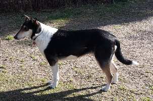 Kurzhaarcollie Hndin 