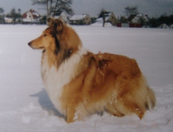 Colliehndin, Beverly vom Hof Kthe