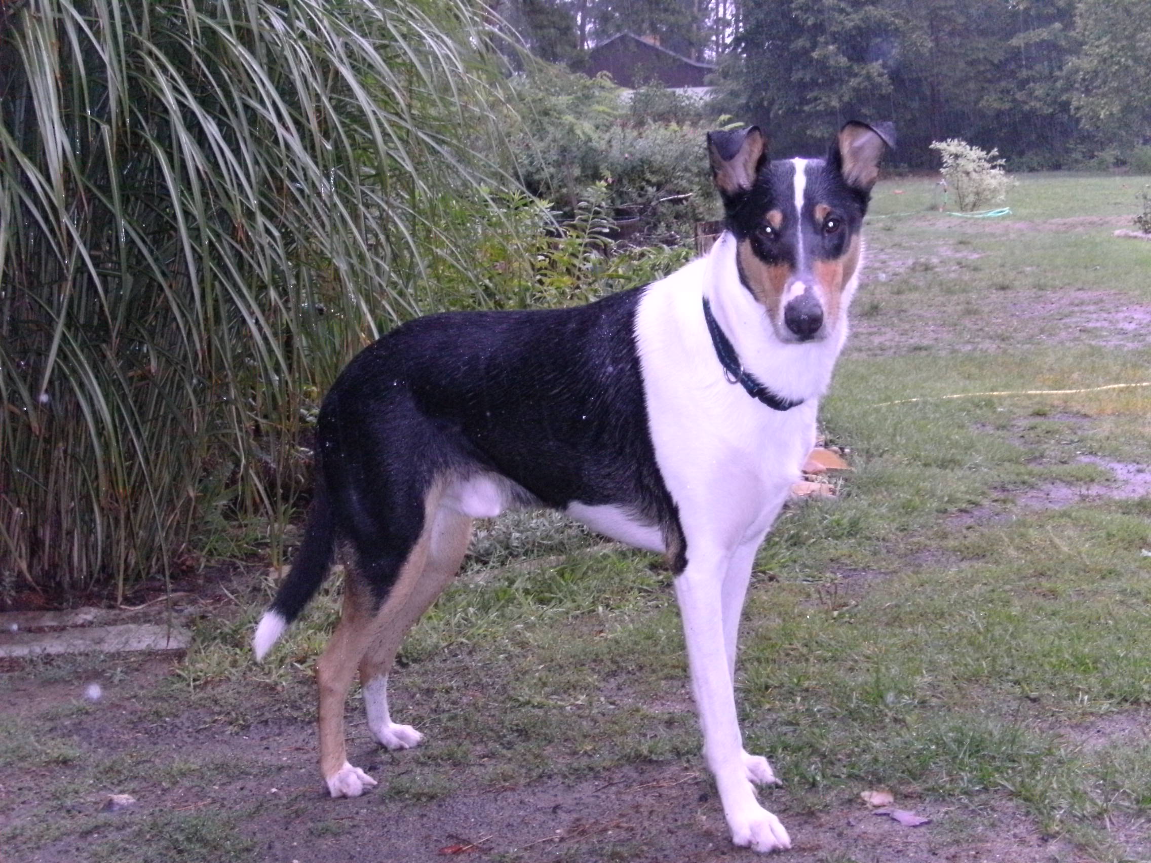 Deckrde, Collie, Kurzhaarzuchtrde, Colliezchter