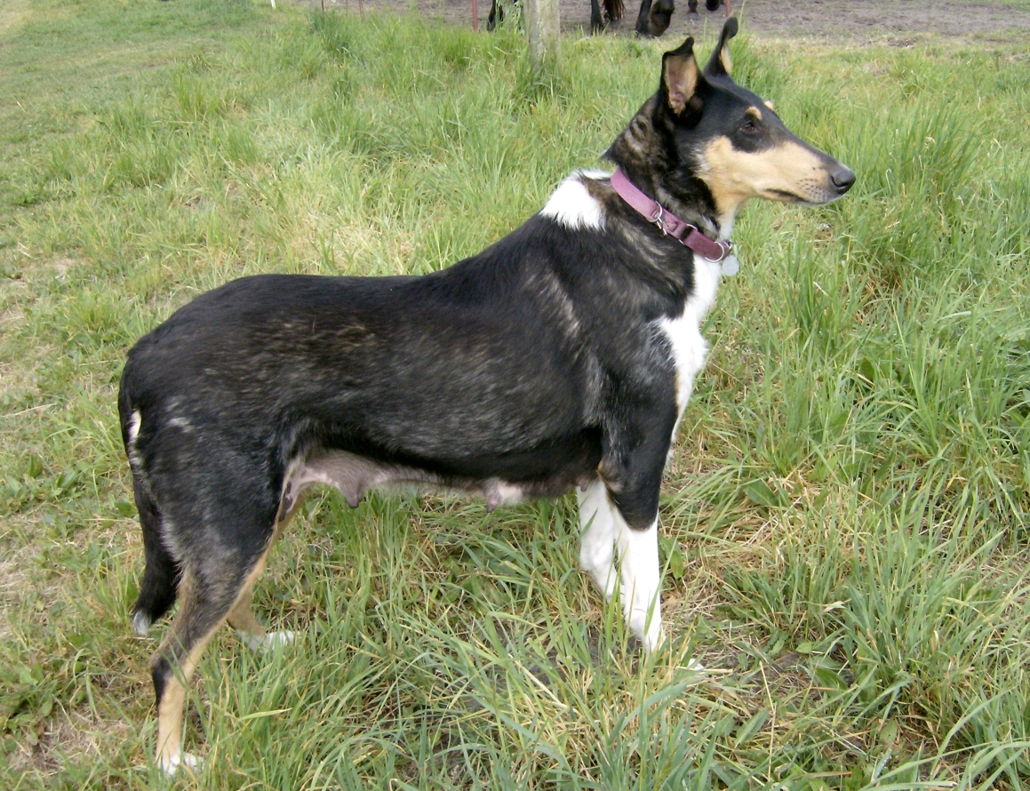 Kurzhaarcolliehndin, Zucht von Collie Kurzhaar