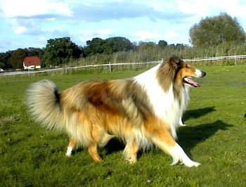 Abstammung, Zuchtrde Collie-Langhaar 