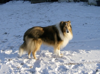 Abstammung, Zuchtrde Collie-Langhaar 