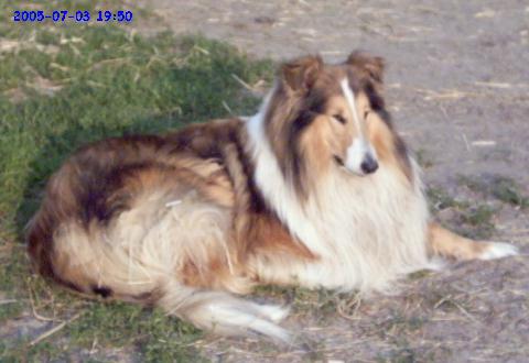 Collierde, Lassie, Zuchtrde, Colliezchter