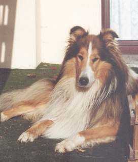 Zuchtrüde Collie-Langhaar