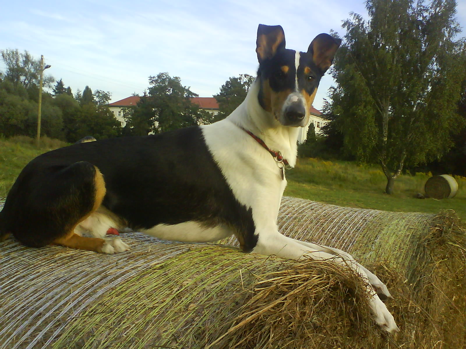 Zuchtrde Kurzhaarcollie Sammy