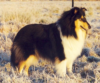 Colliehndin tricolor