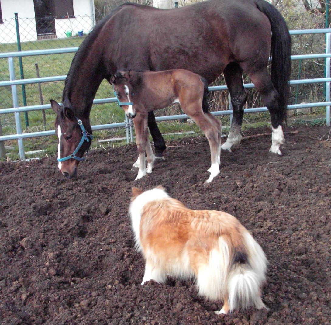 Pferd , Hund