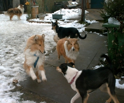 Collies, Kurzhaarcolliehndin