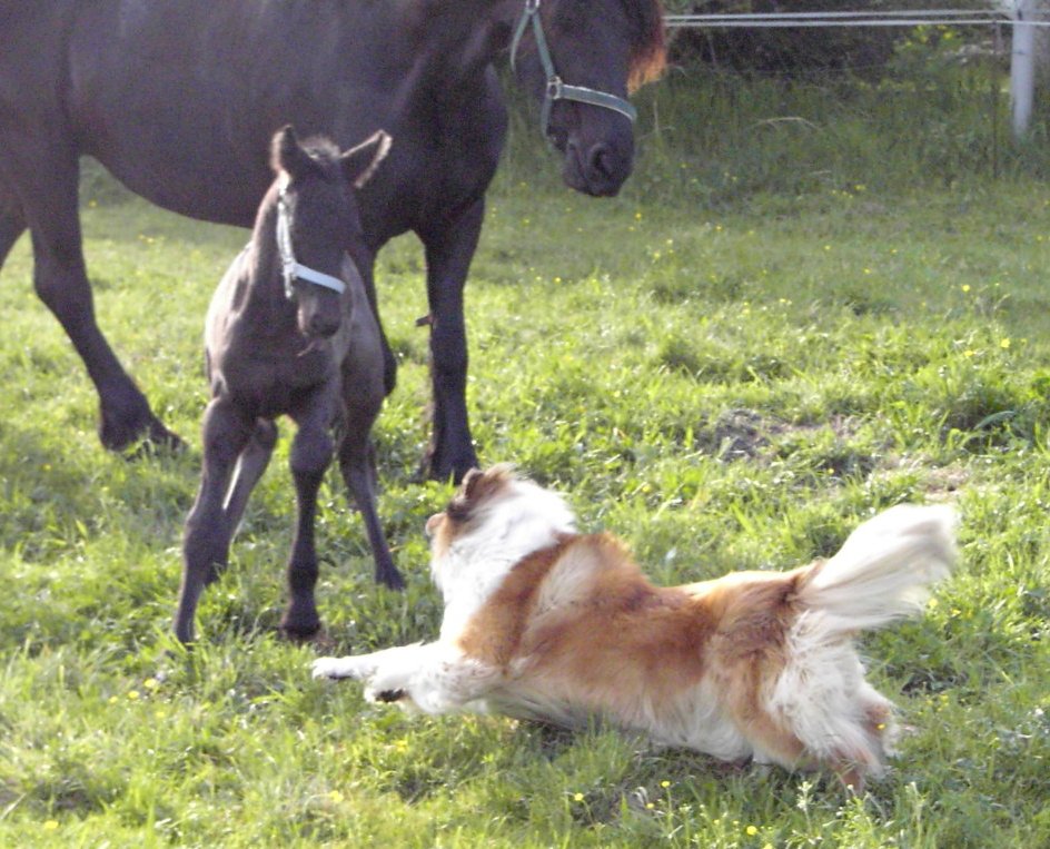 Collie, Pferde, Htehund, Zchter