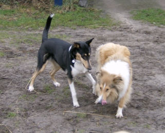 Kurzhaarcolliehndin, Langhaarcolliehndin