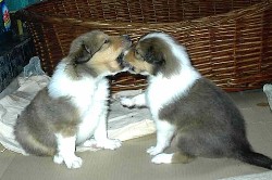 Colliewelpen, Collies, Lassie