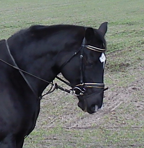 Spreeidyll ,Tierparadies , Gelnderitte, Ausritte, Reiten in Brandenburg