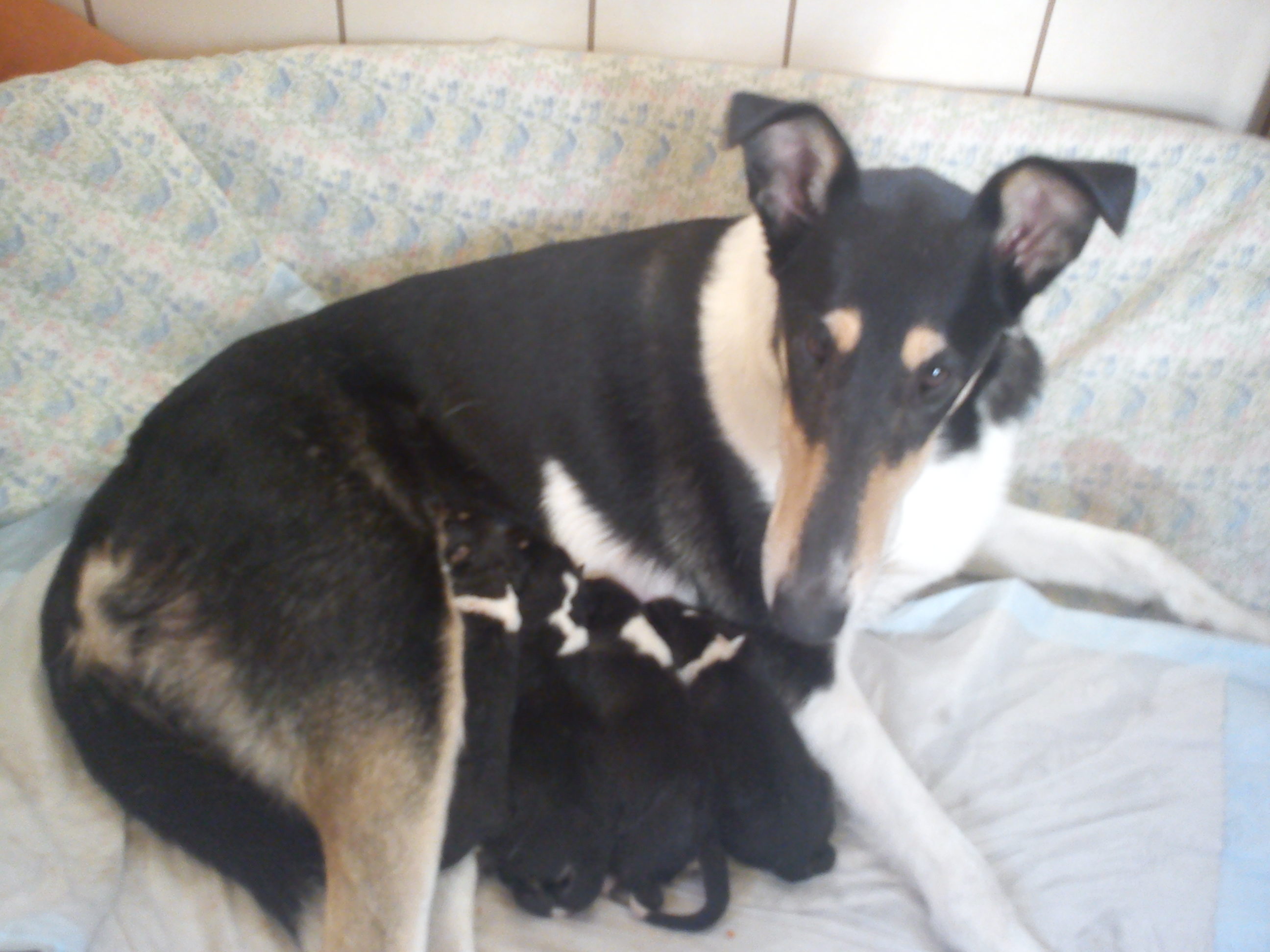 Kurzhaarcollie Welpenftterung, Colliezchter