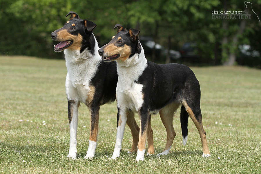 Hundepension , Hundehotel , Urlaubsbetreuung