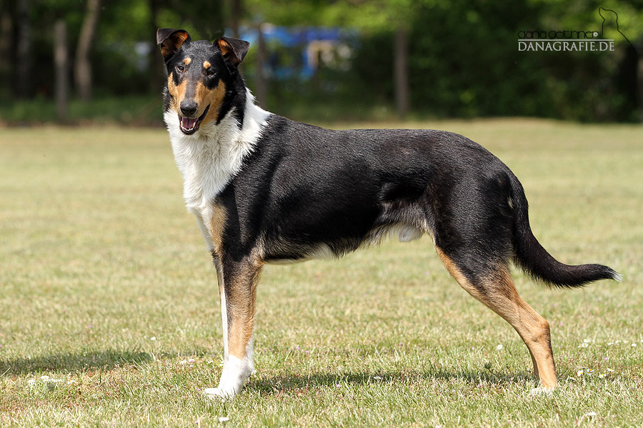 Collie Kurzhaar, Kurzhaarcollie  Deckrde