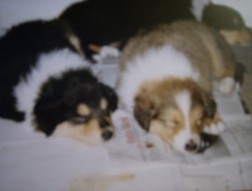 Lassiezucht, Collie mit Blesse, Colliewelpe
