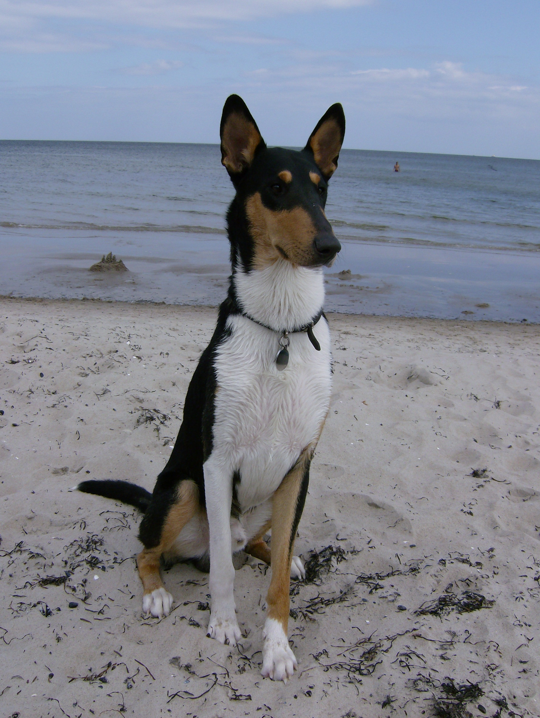 Heartbreaker Hugo vom Spreeidyll