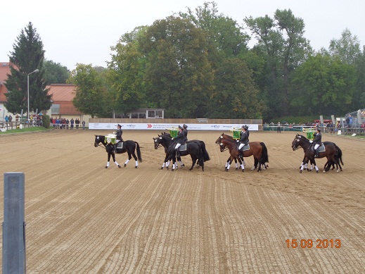 Hengstparade Mor