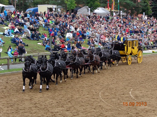 Hengstparade Moritzb