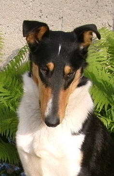 Collies,Collie,Colliezwinger,Collie Kurzhaar, Kurzhaarcolliezchter, Kurzhaarcollie, Tierparadies