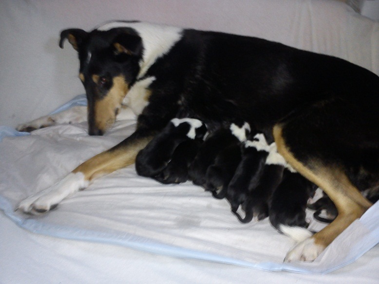 Jette + 8 Welpen 1.Tag