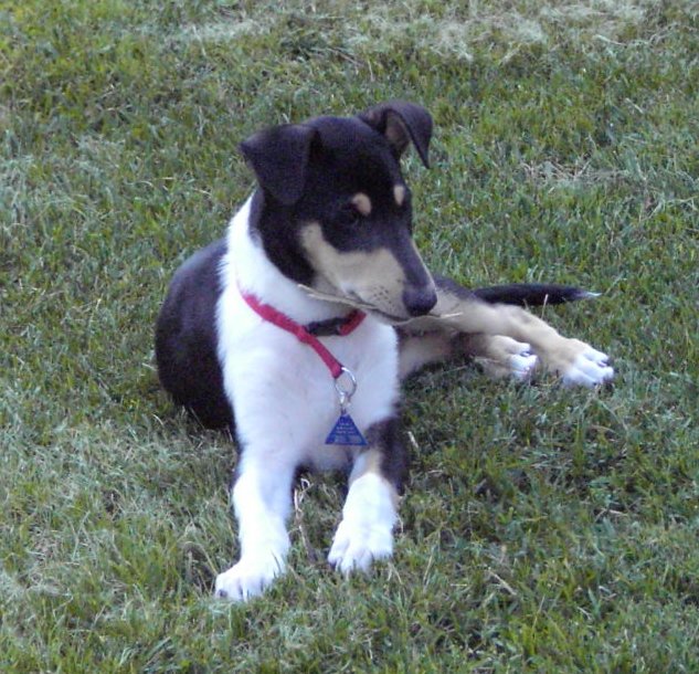 Colliewelpen Kurzhaar tricolour