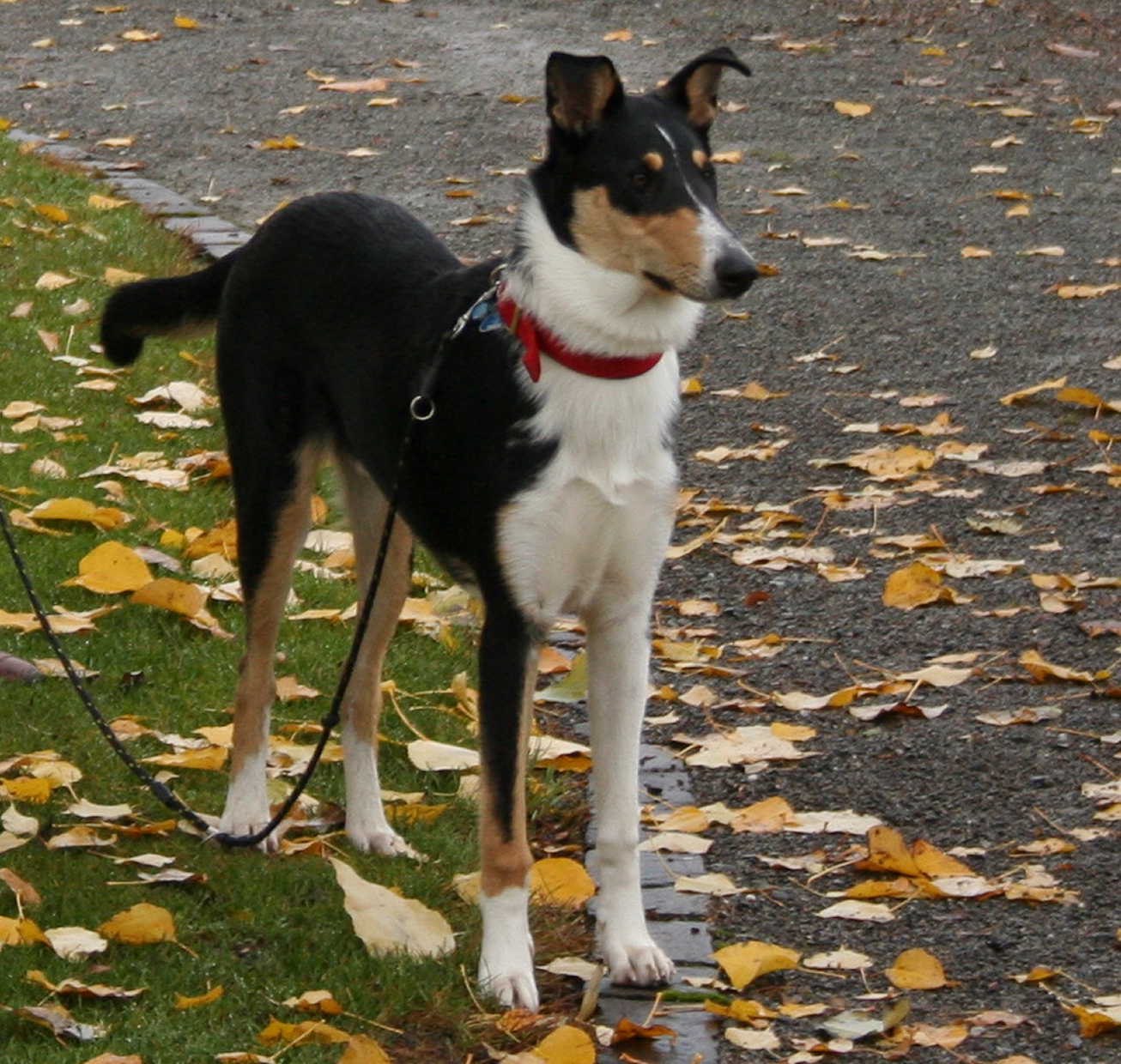 Collie, Colliezucht ,Kurzhaarcollie, Langhaarcollie