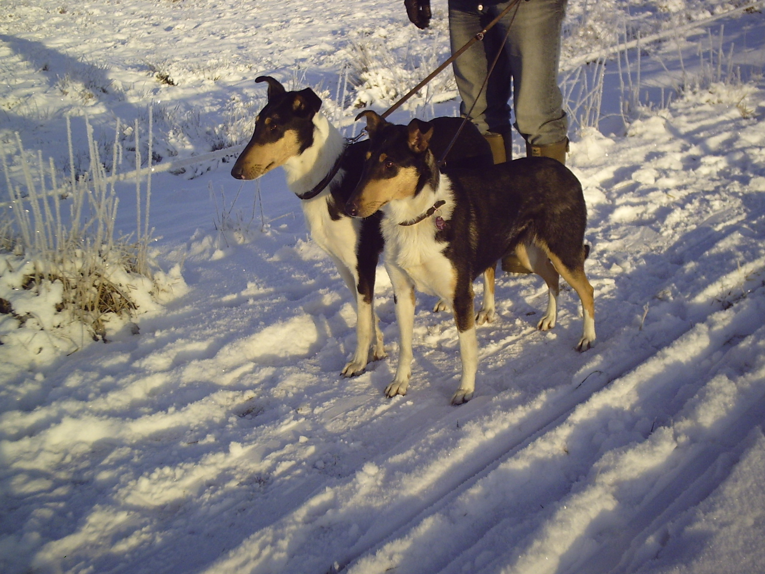 Kurzhaarcolliezucht, Kurzhaarcolliewelpen