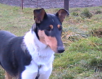 Zuchthndin Collie Kurzhaar