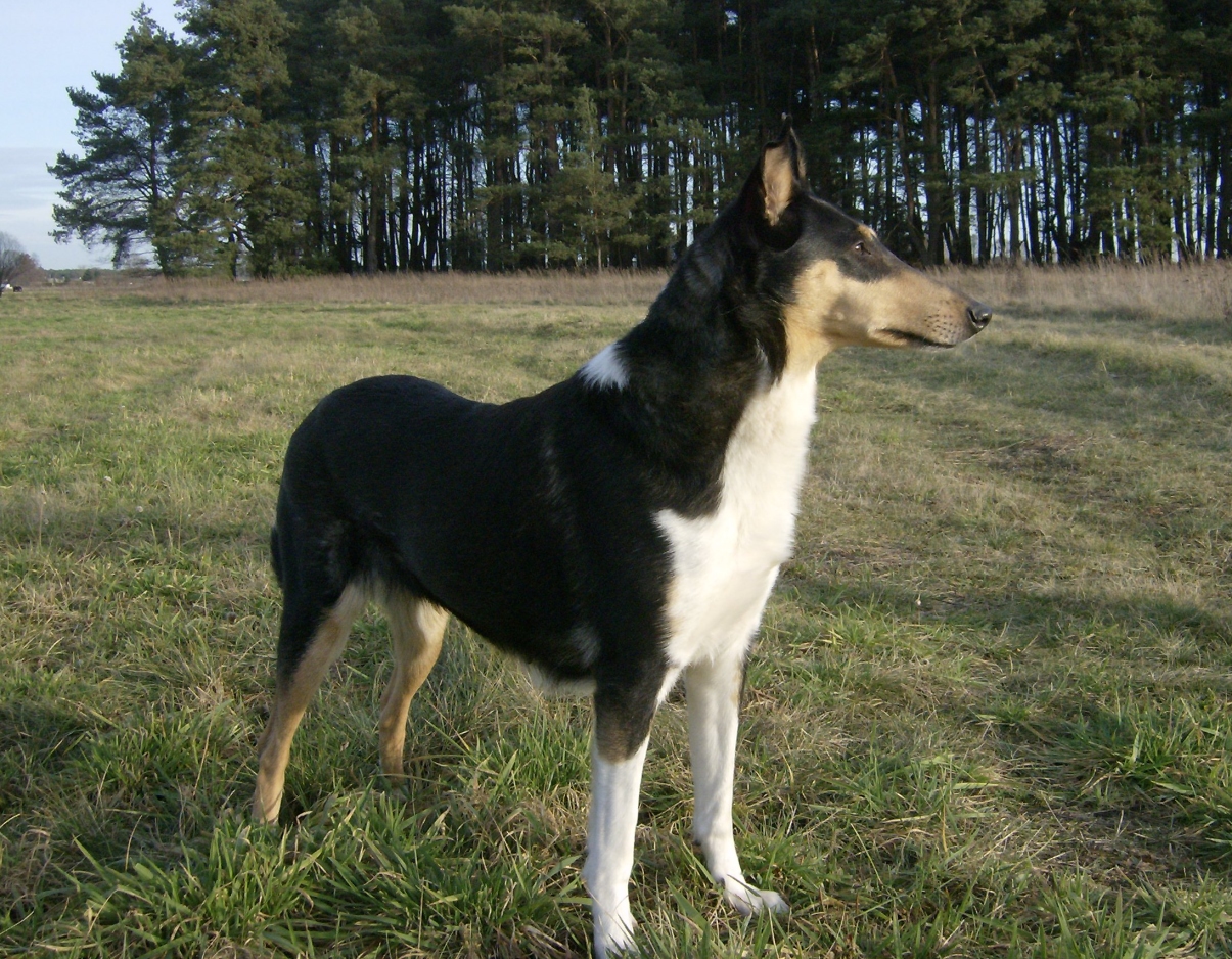 Savannah, Kurzhaarcolliezuchthündin Savannah, Kurzhaarcolliezuchthündin