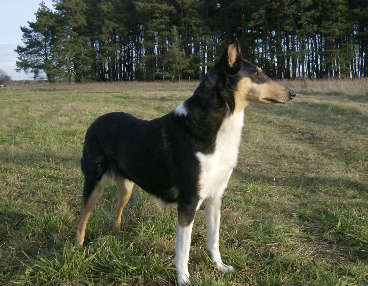 Savannah, Kurzhaarcolliezuchthndin