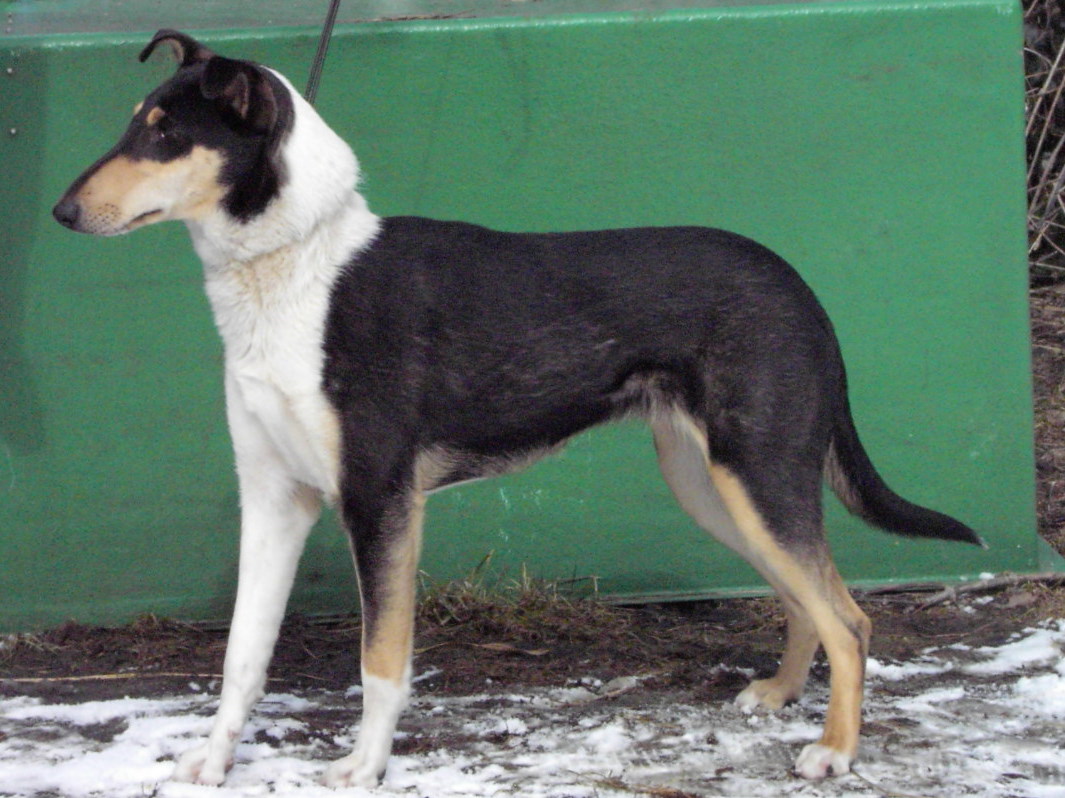 Kurzhaarcolliewelpen , Colliehndin, Colliezchter