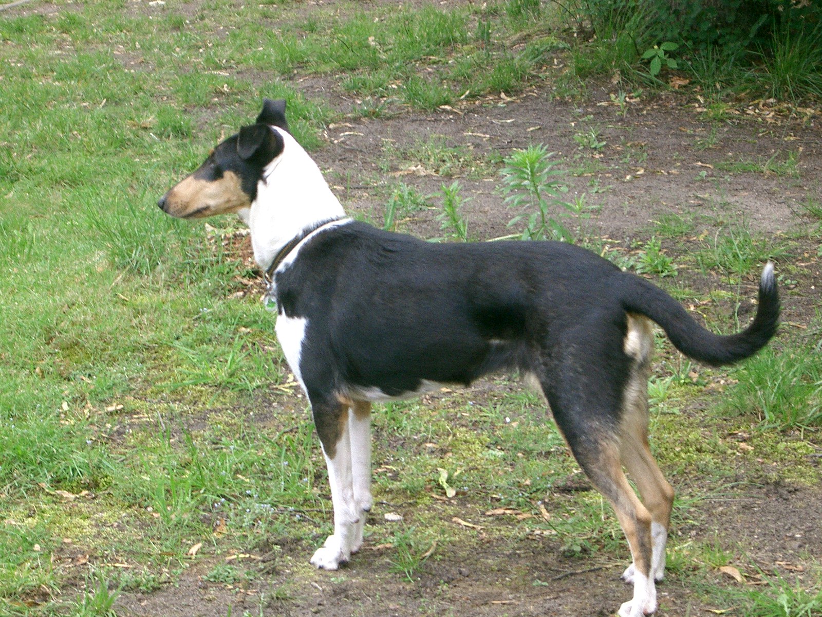 Kurzhaarcollie  Happ Hella vom Spreeidyll