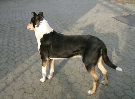 Kurzhaarcolliedeckrde vom Ihlpol , tricolour