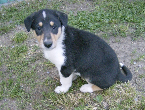 Kurzhaarcollie tricolour