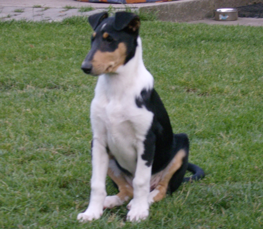 Kurzhaarcolliehndin