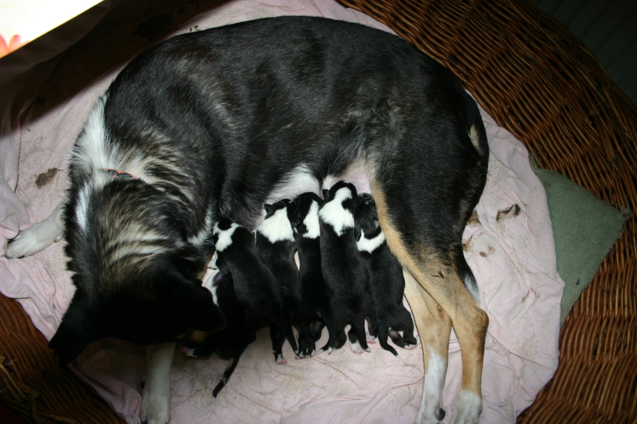 Collie Kurzhaar Welpen