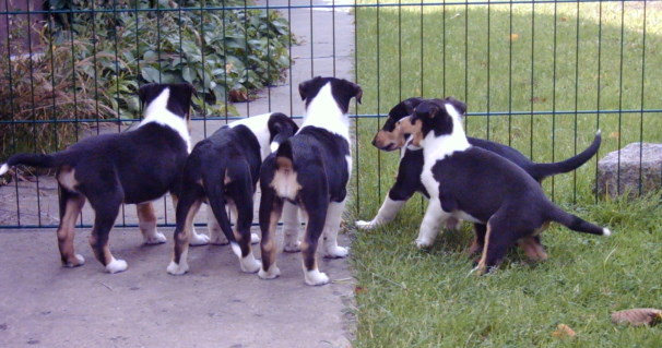 Colliewelpen,  Kurzhaarcolliewelpe, Welpen tric.