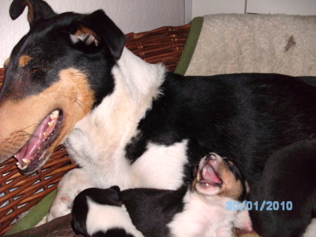 kleine Kurzhaarcollies zuchen noch ein neues zu Hause