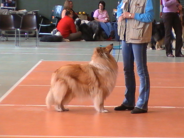 Colliezucht, Kurzhaarcollie, Langhaarcollie