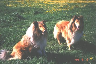 Abstammung, Colliezucht, Lassiezucht, 